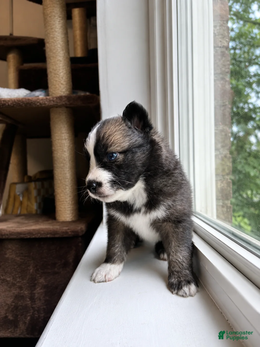 Pomsky dogs for sale: Atlas  - Ad 2