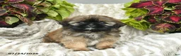 Shih Tzu dogs for sale: Callie  - Ad 3