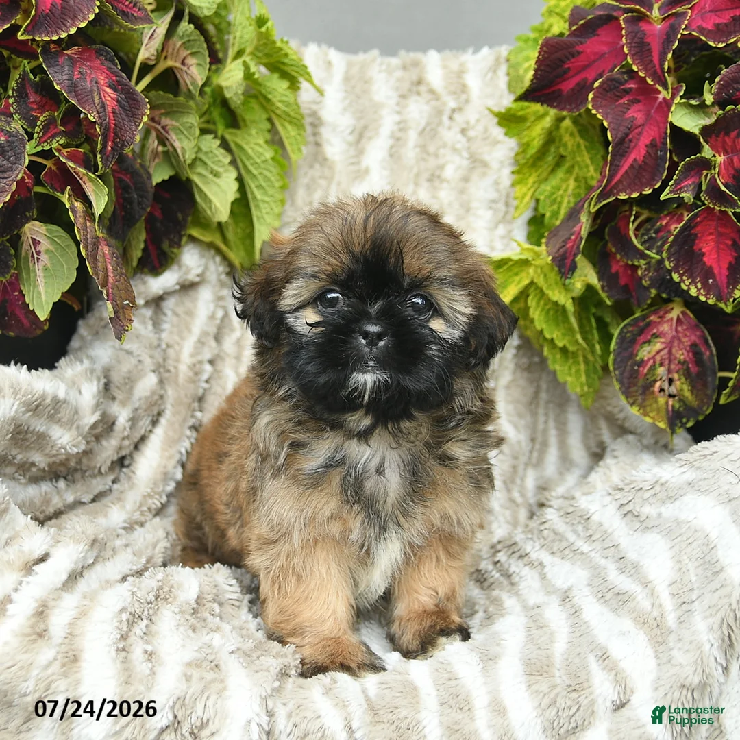 Shih Tzu dogs for sale: Callie  - Ad 3