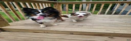 Miniature Australian Shepherd dogs for sale: Miniature Australian Shepherd Puppy 5 - Ad 10