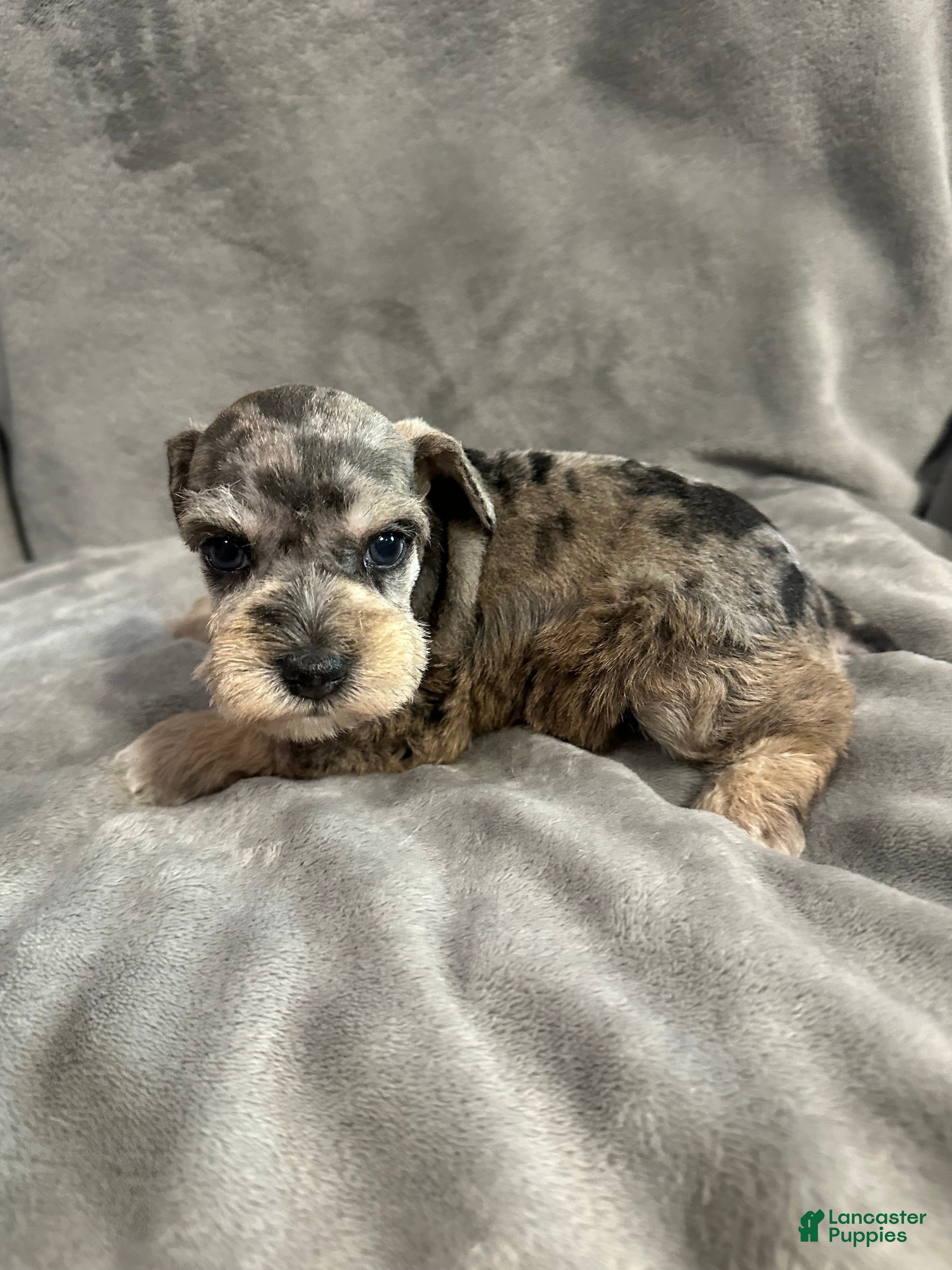 Miniature Schnauzer dogs Rocky - Ad 6