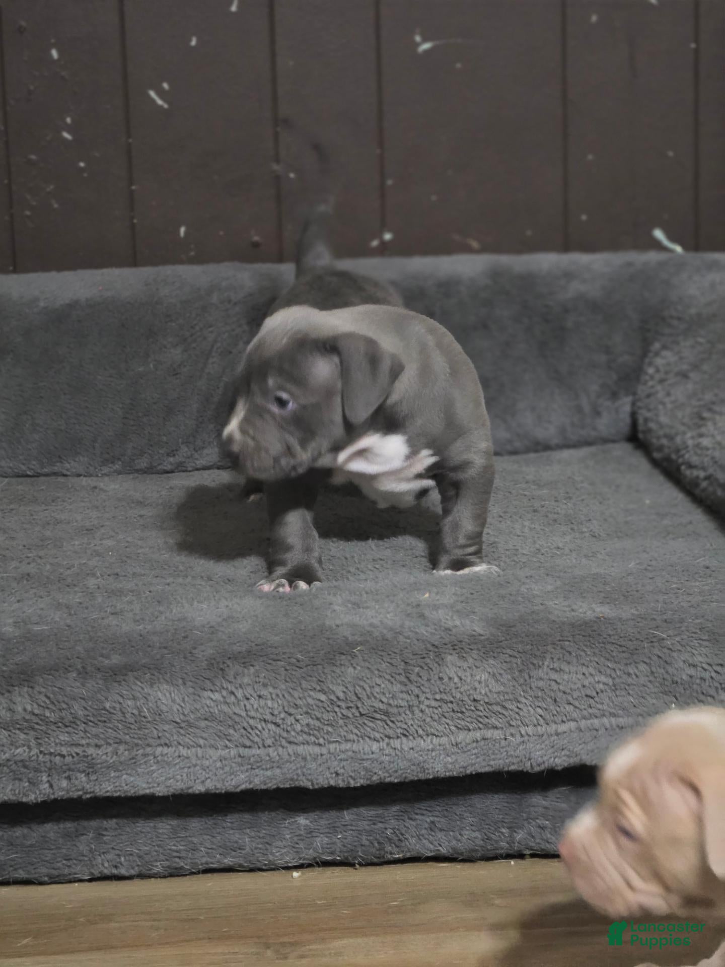 American Bully dogs Blue Xl American Bully  - Ad 2