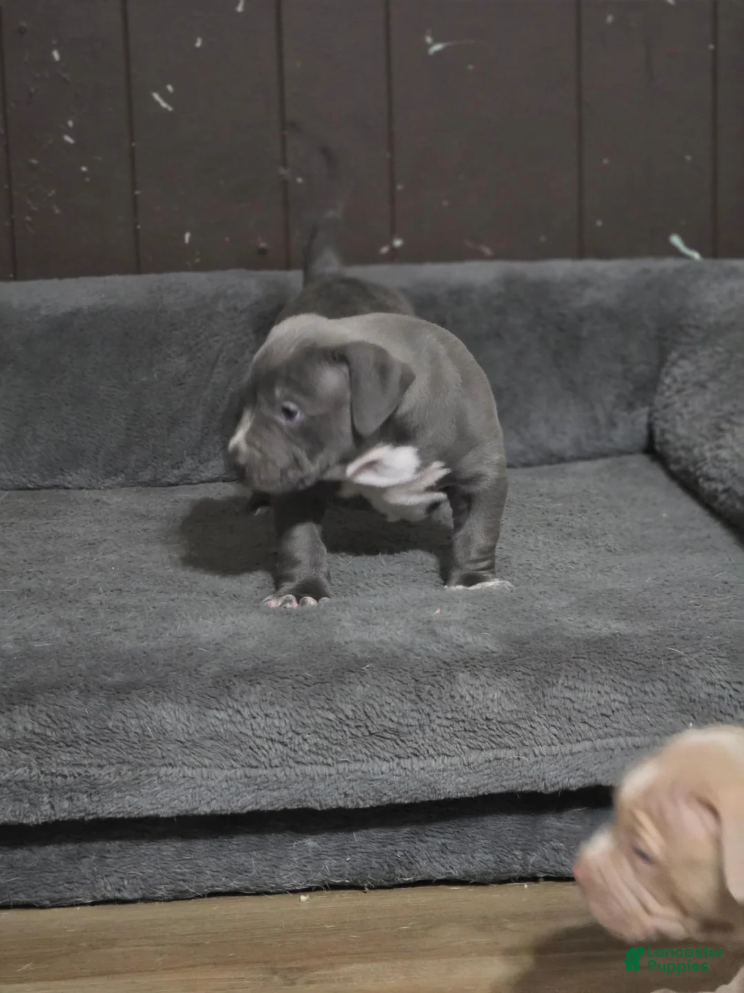 American Bully dogs for sale: Blue Xl American Bully  - Ad 2