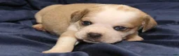 Puggle dogs for sale: Chewy - Ad 24