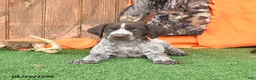 German Shorthaired Pointer dogs for sale: Sarge - Ad 4