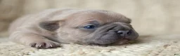 French Bulldog dogs for sale: Penny AKC - Ad 22
