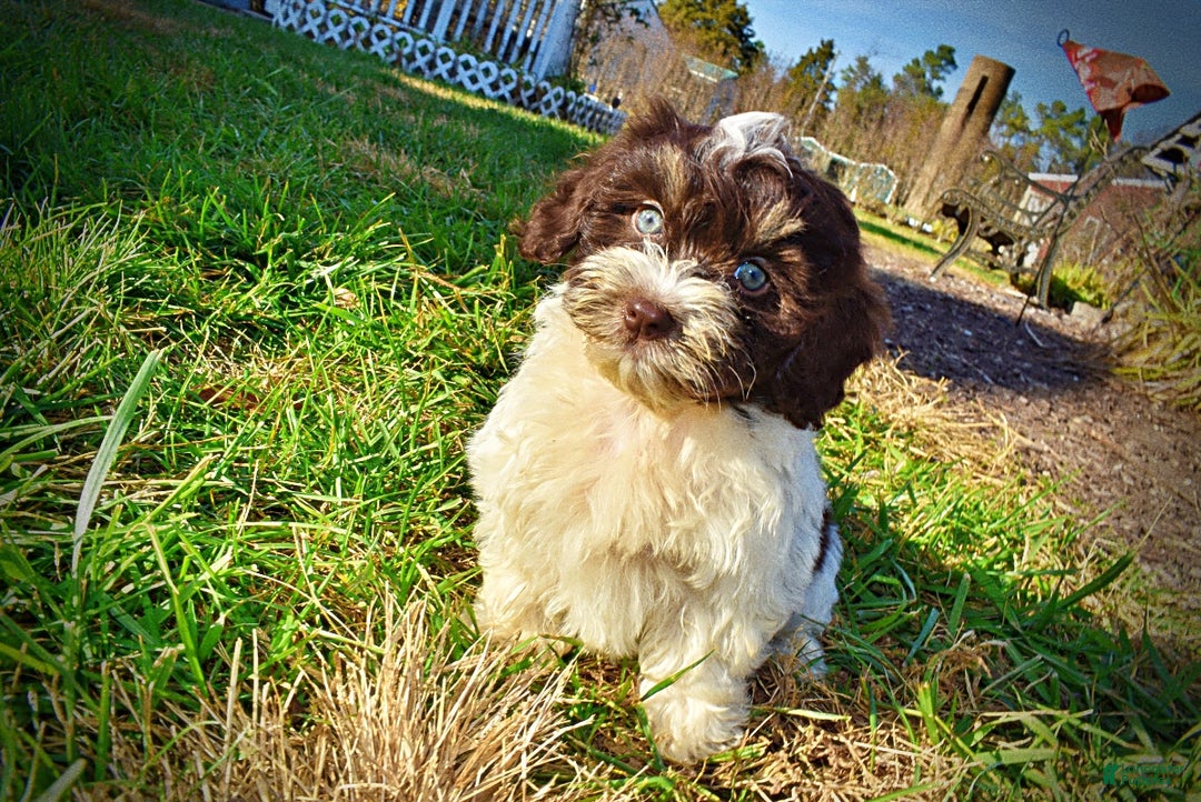 Havapoo dogs for sale: Precious - Ad 10