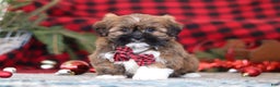 Lhasa Apso dogs for sale: Kenny - Ad 3