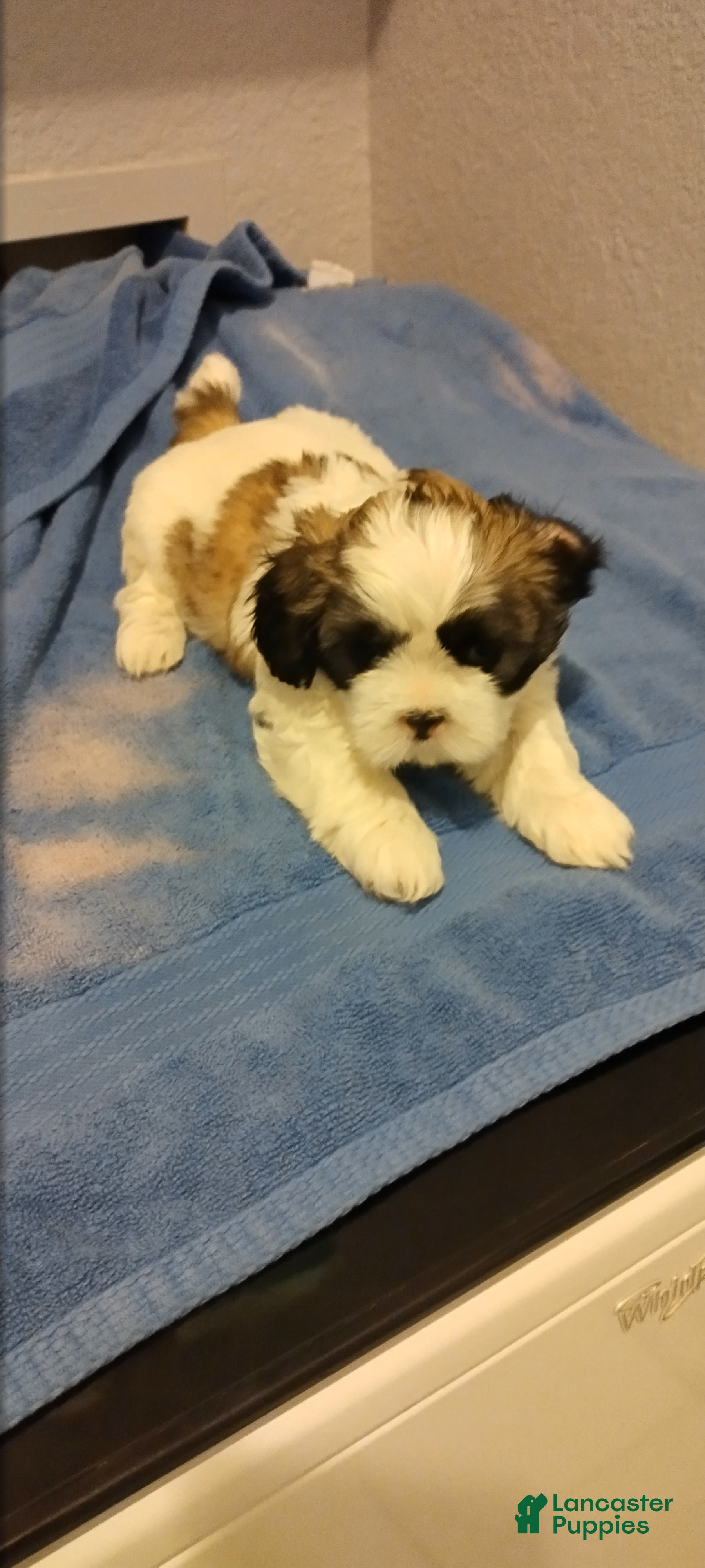 Shih Tzu dogs Shih Tzu Puppy 1 - Ad 5