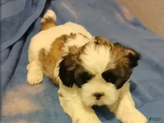 Shih Tzu dogs Shih Tzu Puppy 1 - Ad 5