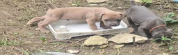 Cane Corso dogs for sale: Cane Corso 1 - Ad 10