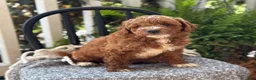 Mini Goldendoodle dogs for sale: Waffles - Ad 10