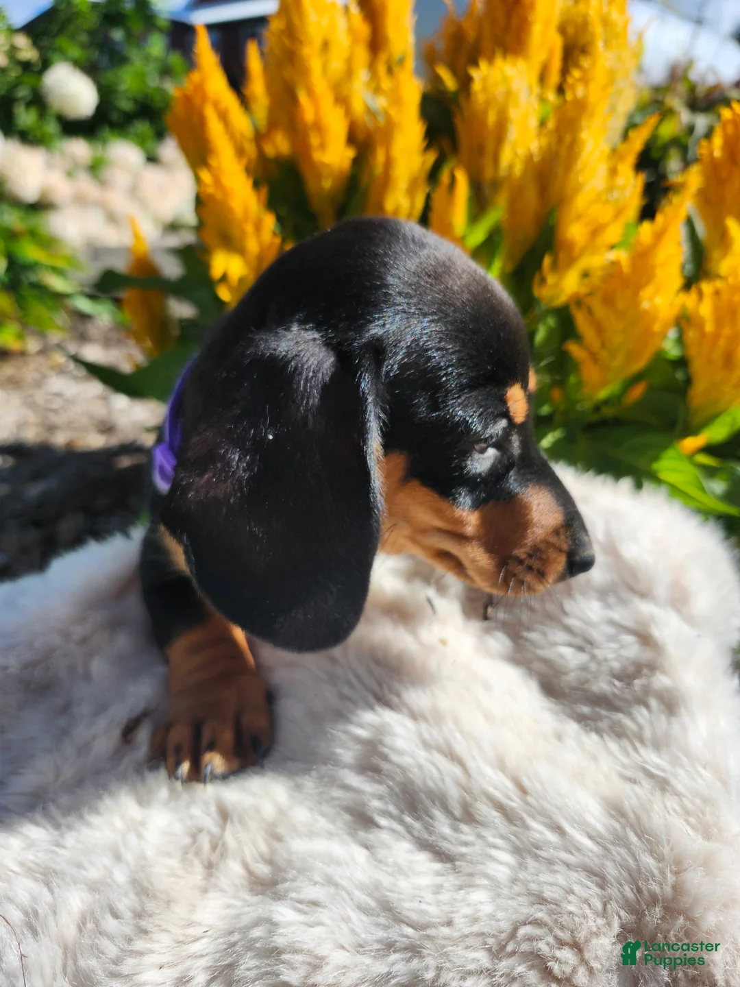 Miniature Dachshund dogs for sale: Zurie - Ad 2