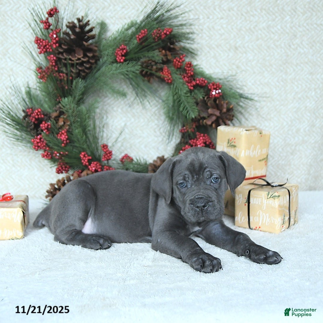 Cane Corso dogs for sale: Joy - Ad 9