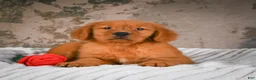 Golden Retriever dogs for sale: Bruno - Ad 8