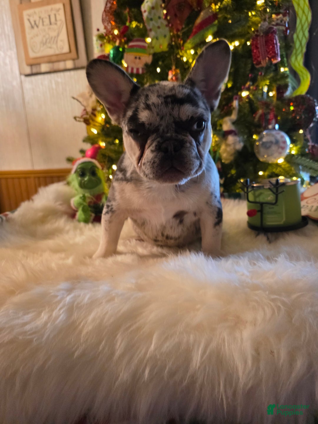 French Bulldog dogs for sale: French Bulldog Puppy 3 - Ad 4