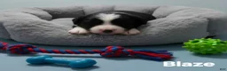 Australian Shepherd dogs for sale: Mini Australian Shepherd 1 - Ad 2