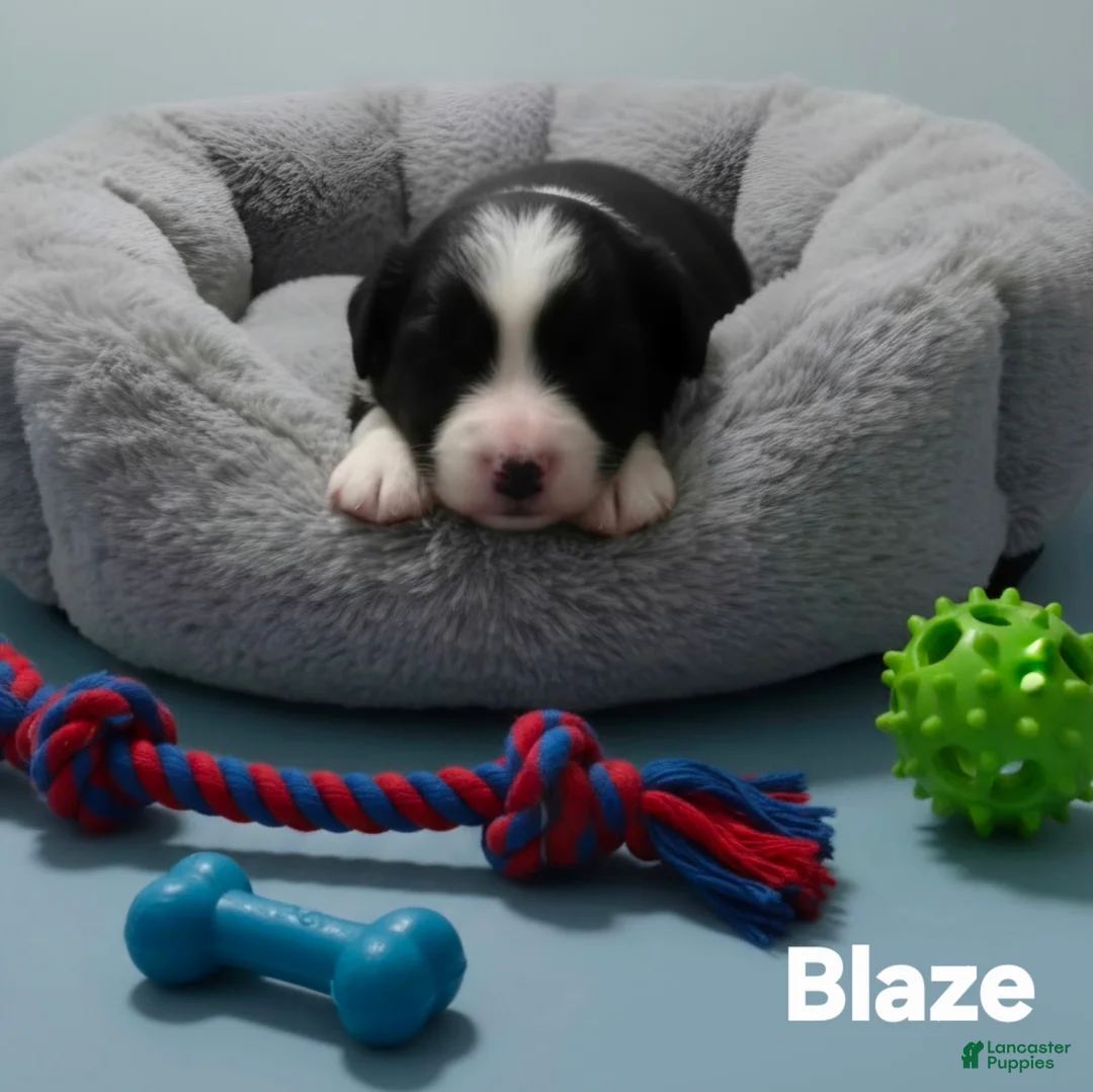 Australian Shepherd dogs for sale: Mini Australian Shepherd 1 - Ad 2