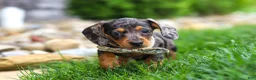Miniature Dachshund dogs for sale: Alice - Ad 2