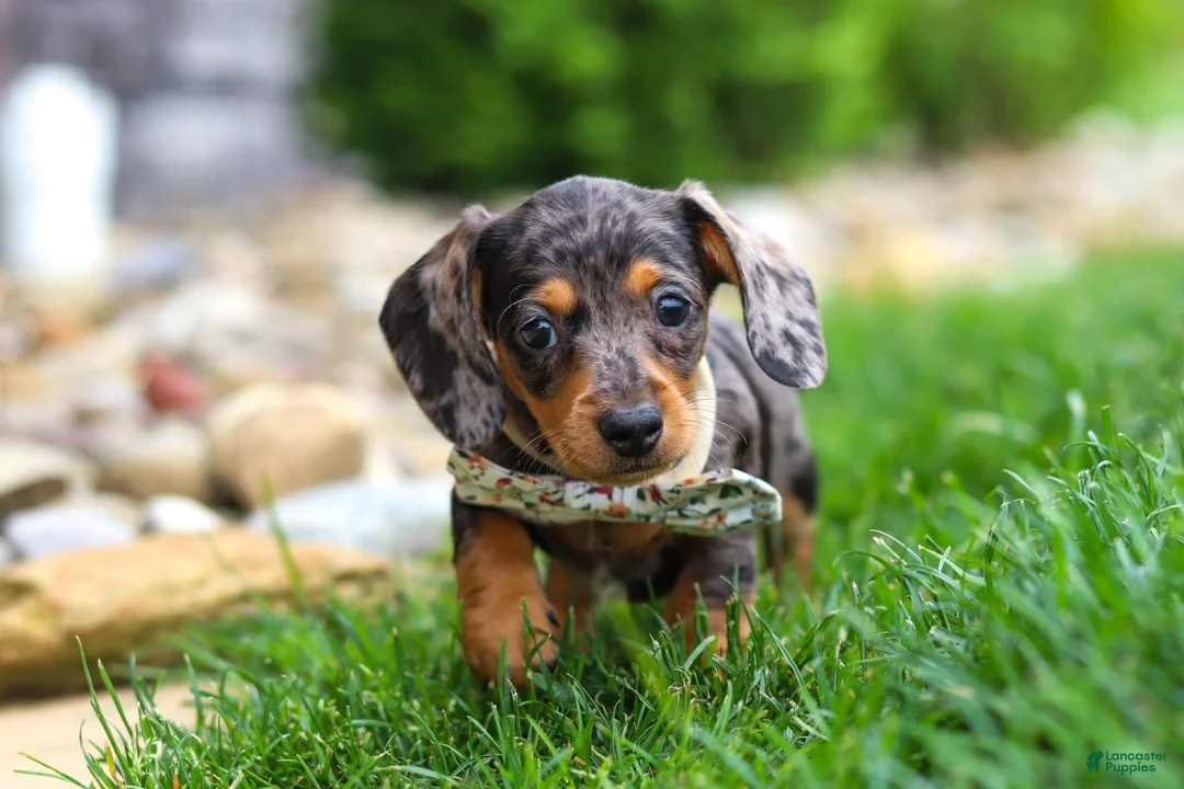 Miniature Dachshund dogs for sale: Alice - Ad 2