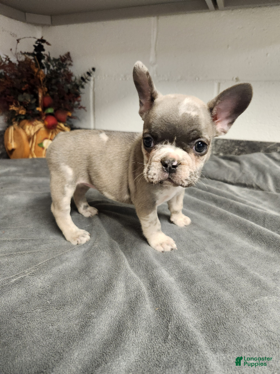 French Bulldog dogs Aspen - Ad 2
