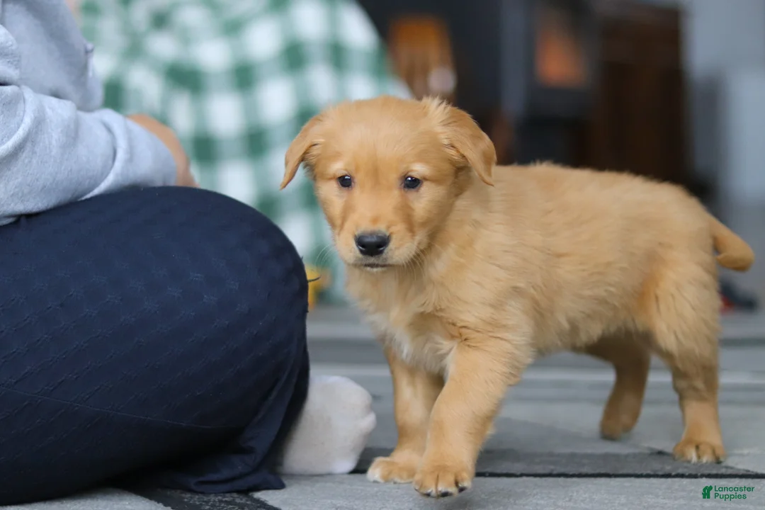 Golden Retriever dogs for sale: Banjo - Ad 3