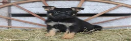 German Shepherd dogs for sale: Dutchess - Ad 3