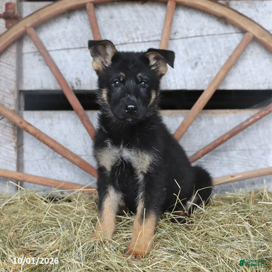 German Shepherd dogs for sale: Dutchess - Ad 3