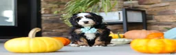 Mini Bernedoodle dogs for sale: Luke🐾 - Ad 7