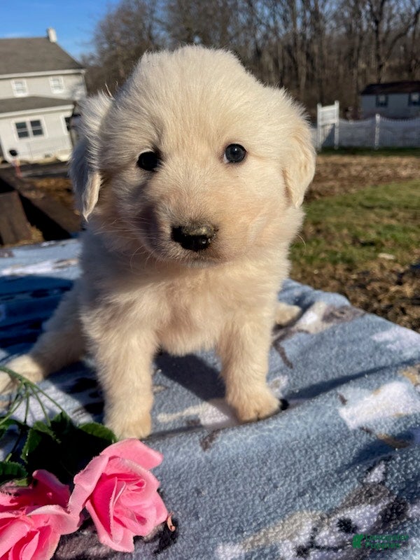 Great Pyrenees dogs Flora - Ad 27