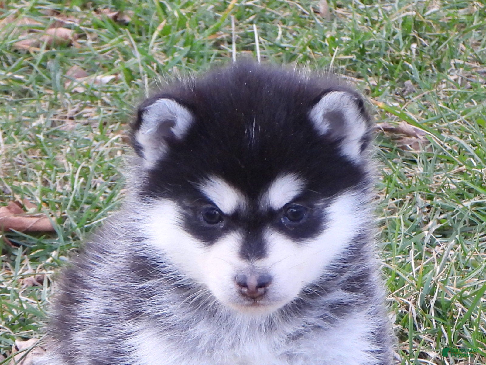 Pomsky dogs Abner - Ad 1