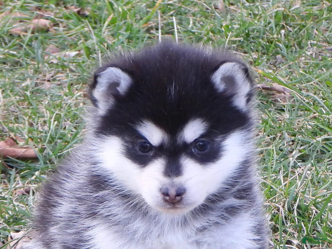 Pomsky dogs for sale: Abner - Ad 1