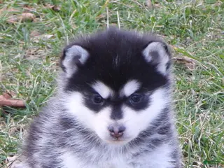 Pomsky dogs for sale: Abner - Ad 2