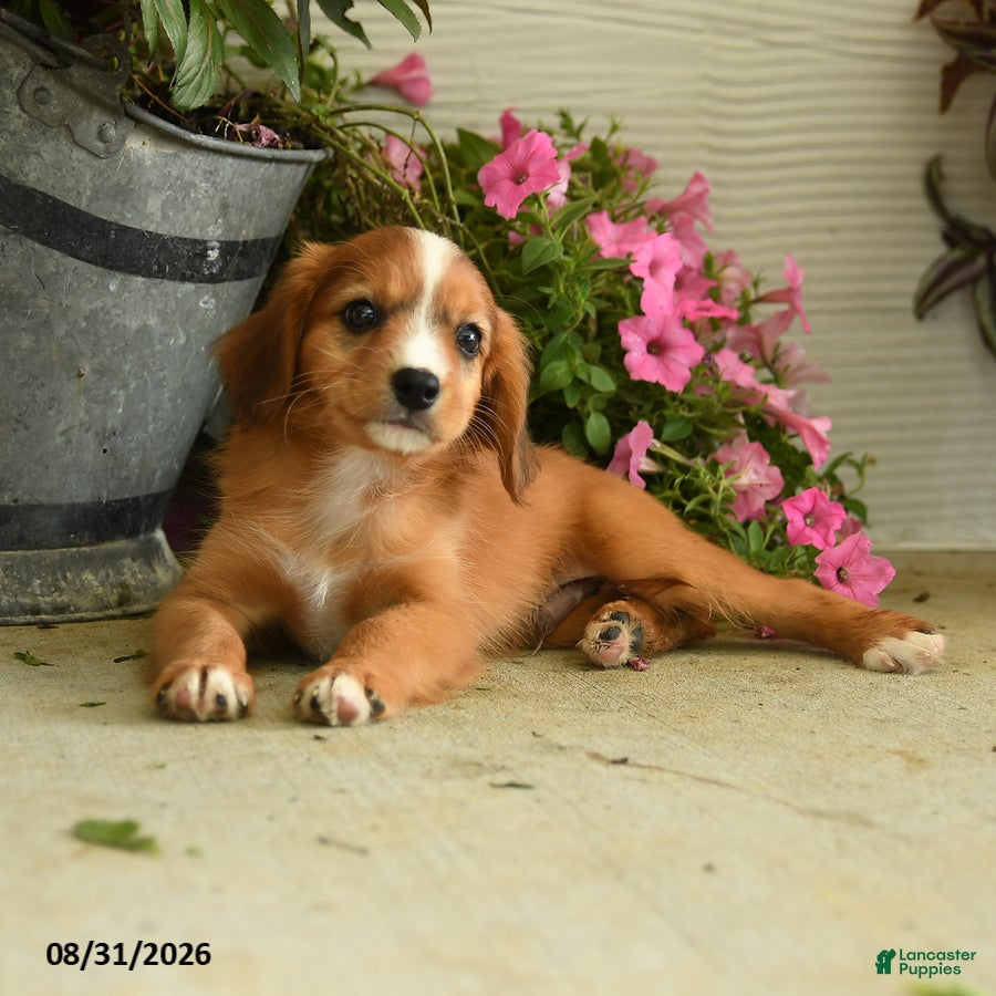 Mixed Breed dogs Leo - Ad 2