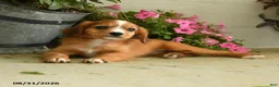 Mixed Breed dogs for sale: Leo - Ad 2