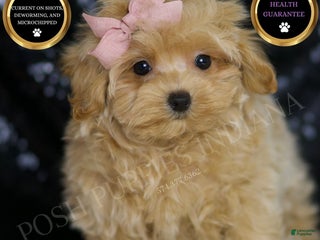 Maltipoo dogs - Ad 5
