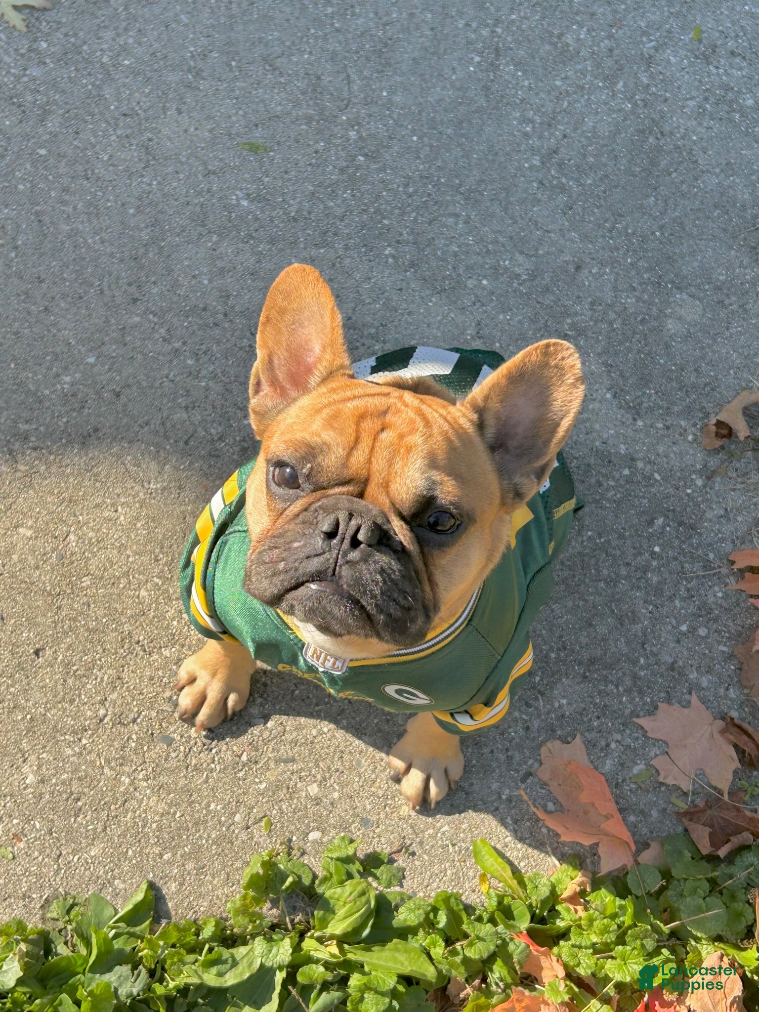 French Bulldog dogs Bentley - Ad 7