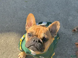 French Bulldog dogs Bentley - Ad 1