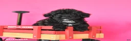 Toy Poodle dogs for sale: Jasper - Ad 3