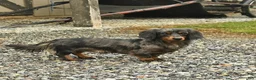 Miniature Dachshund dogs for sale: Jewel  - Ad 6