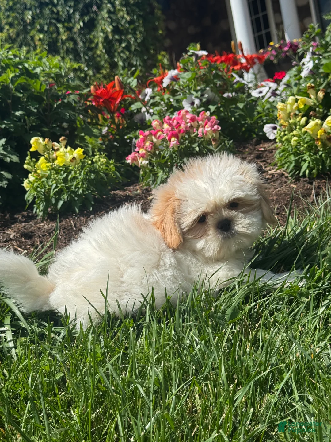 Shih Tzu dogs for sale: Skittles  - Ad 1