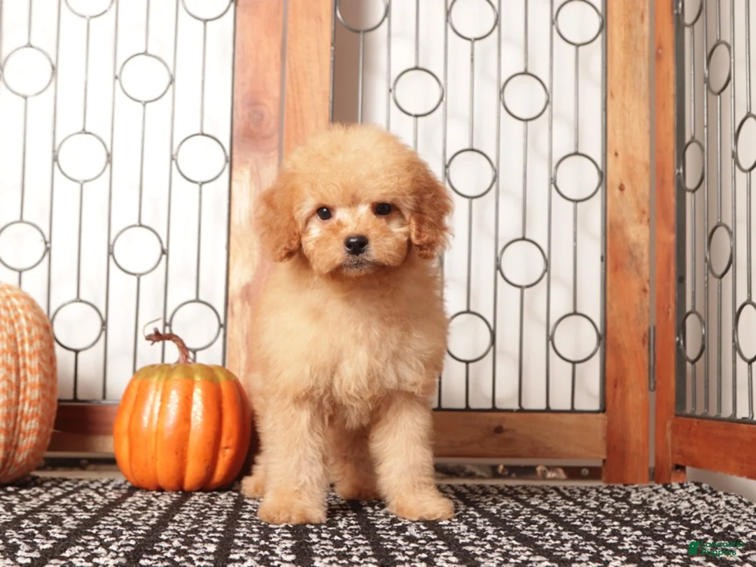 Mini Goldendoodle dogs for sale: Theo - F1B Male Mini Goldendoodle  - Ad 3