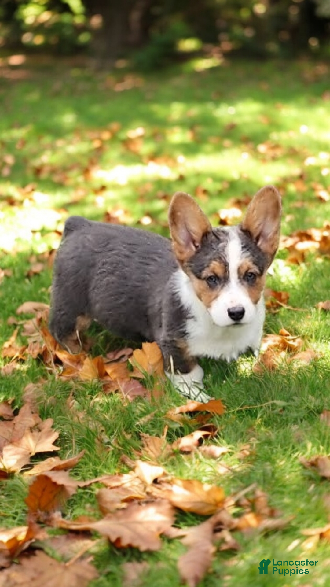 Welsh Corgi Pembroke dogs for sale: Axel Bluie - Ad 11