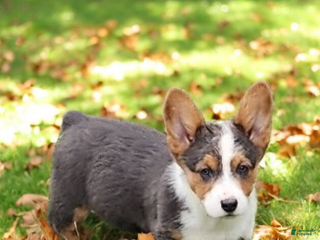 Welsh Corgi Pembroke dogs Axel Bluie - Ad 28