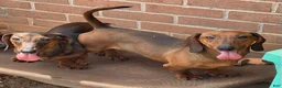 Dachshund dogs for sale: Greta - Ad 5