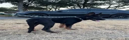 German Shepherd dogs for sale: Gee Gee  - Ad 2