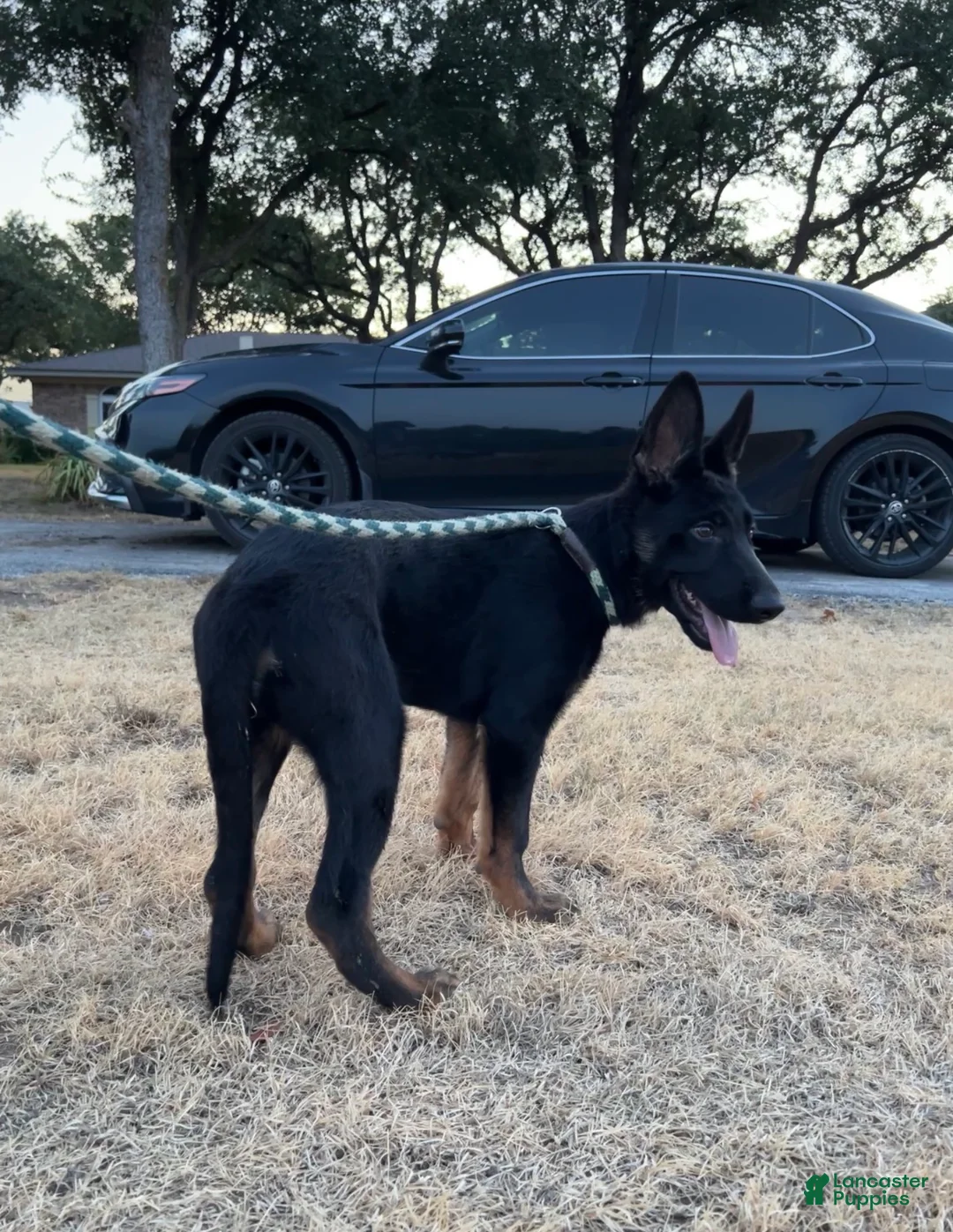 German Shepherd dogs for sale: Gee Gee  - Ad 2