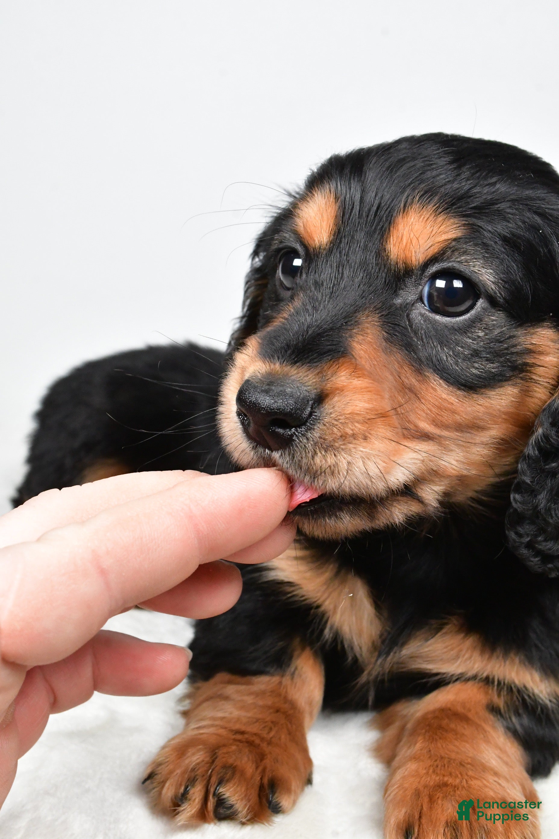 Dachshund dogs River - Ad 2