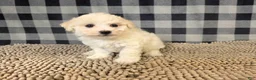 Bichon Frise dogs for sale: Len - Ad 3
