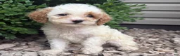 Cavapoo dogs for sale: Peter  - Ad 3